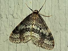 Bruce Spanworm Moth